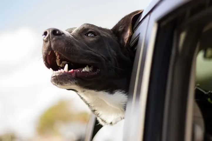 Traveling with your dog in a rental car: rules to follow